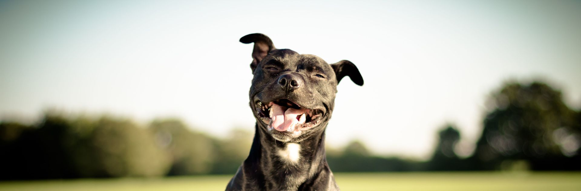 Hundeblick blaue Augen
