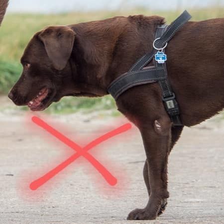 Blog - Brustgeschirr falsch - Wald & Hund - Hundetraining