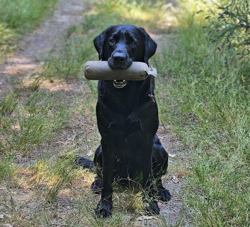 Wald & Hund -Dummytraining Smudo mit Dummy