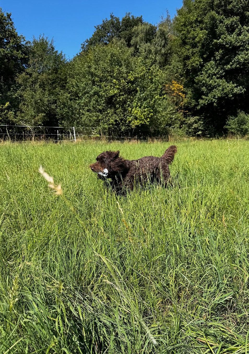 Wald & Hund -Dummytrainer Ausbildung