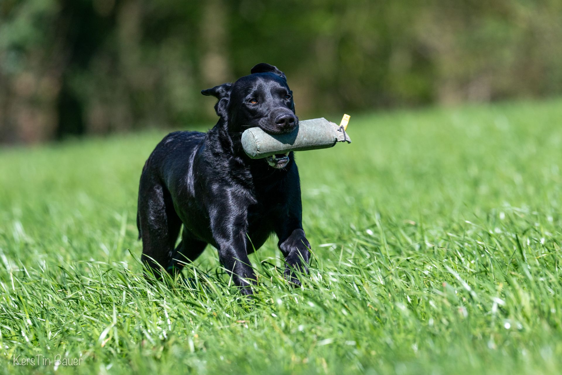 Wald & Hund -Dummytraining Hund apportiert