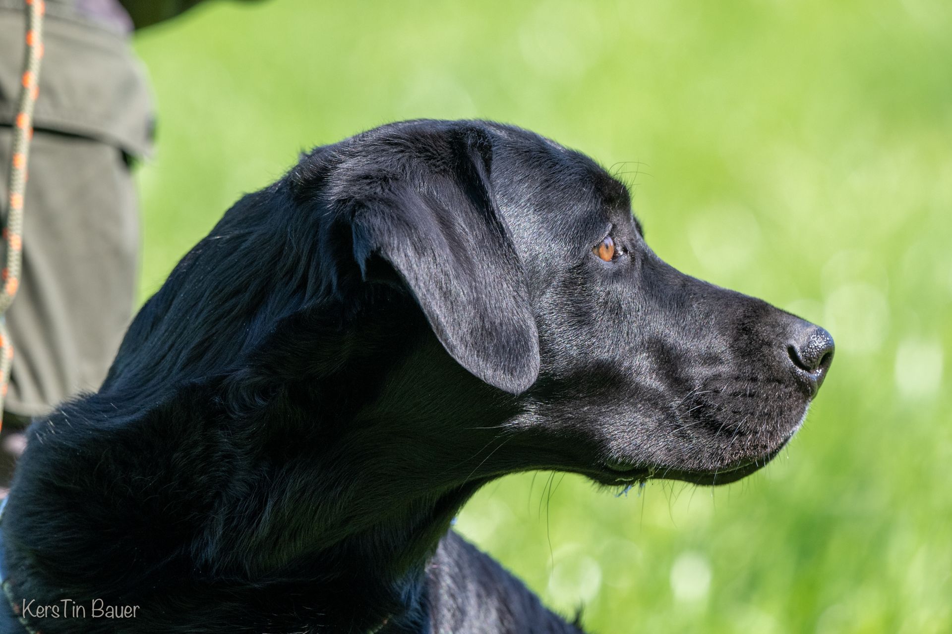 Wald & Hund - Hund Portrait
