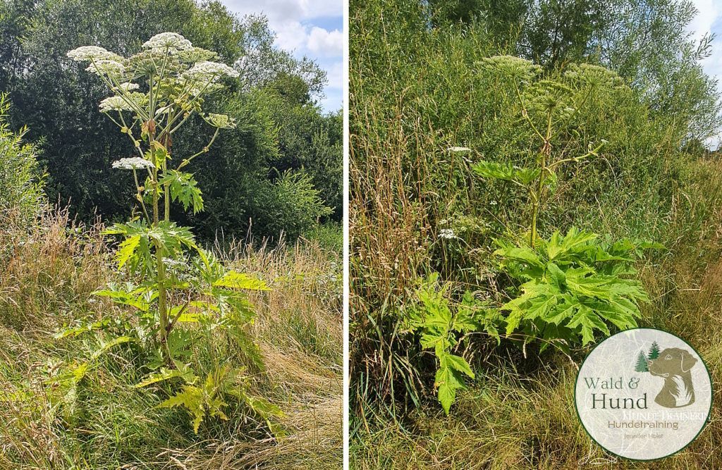Blog Riesenbärenklau - Wald & Hund - Hundetraining