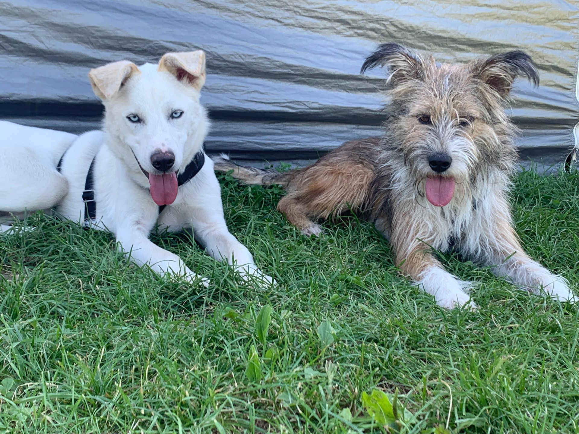 Wald & Hund - TH Ostheim