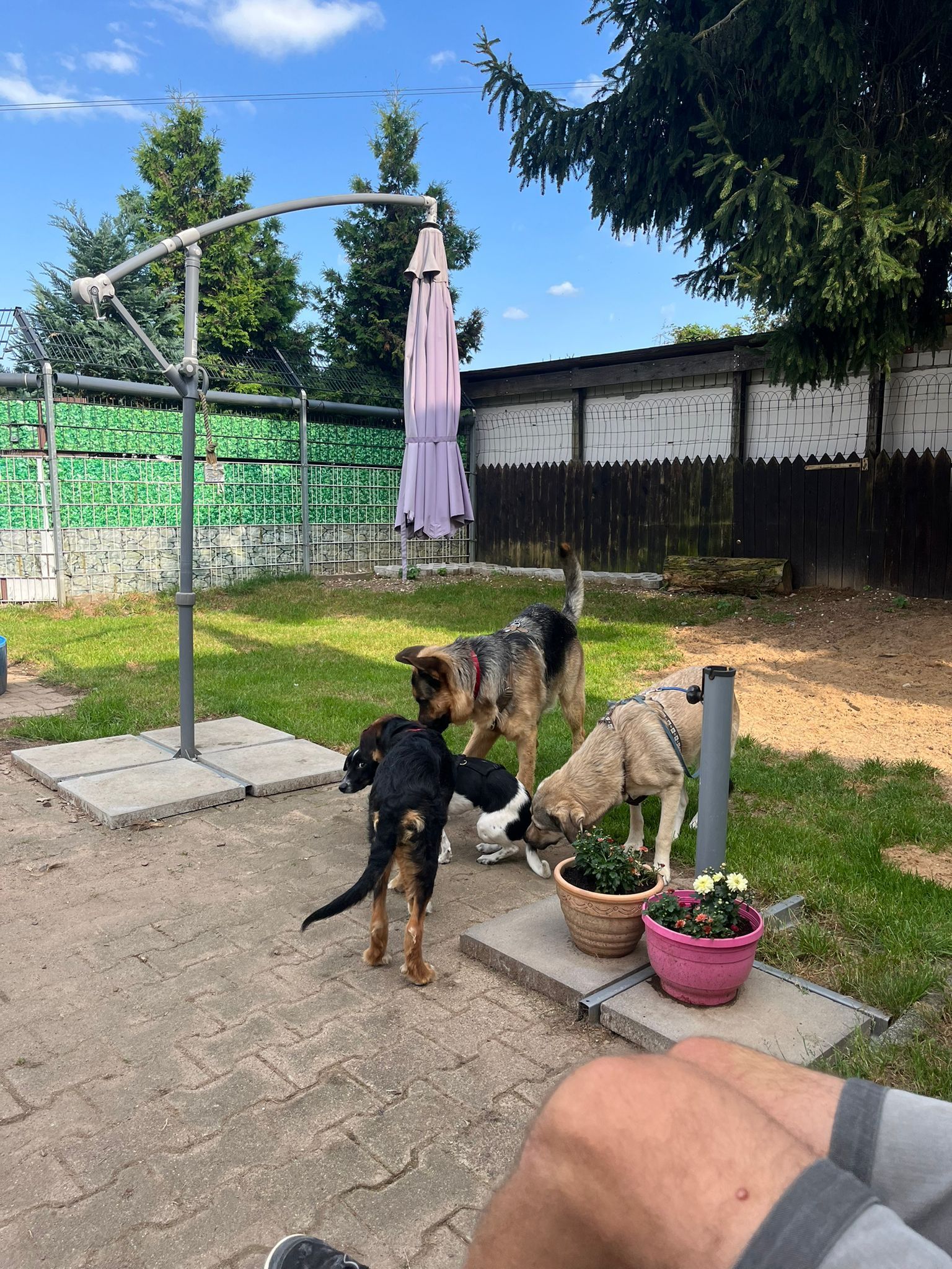 Wald & Hund - Logo TH Ostheim