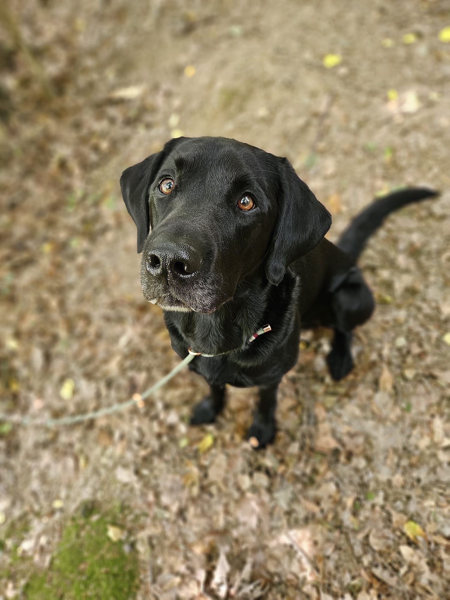 Wald & Hund - Hund schaut