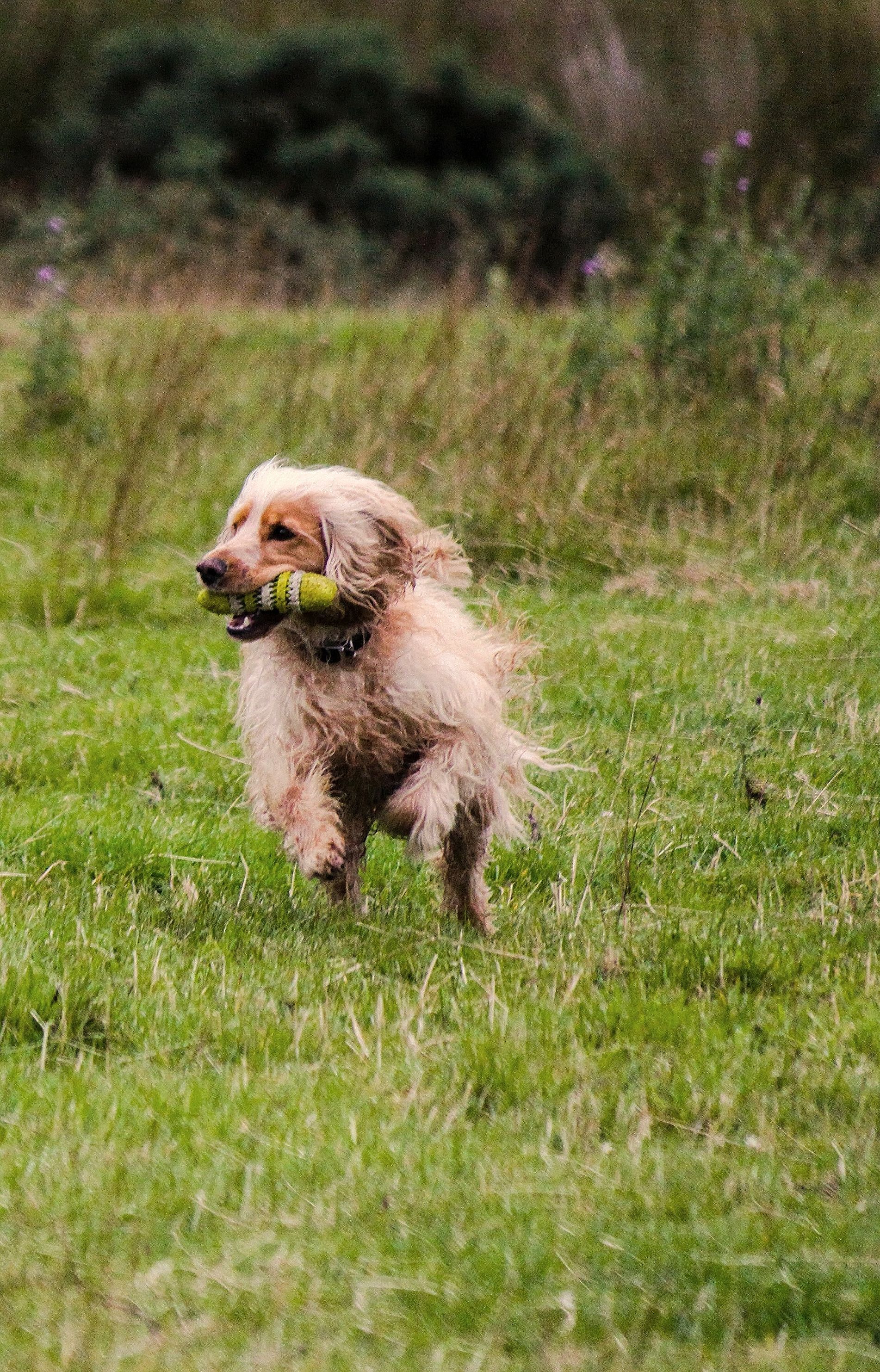 Wald und Hund Dummytraining