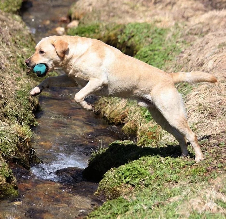 Wald & Hund - Hundetraining FAQ Dummytraining