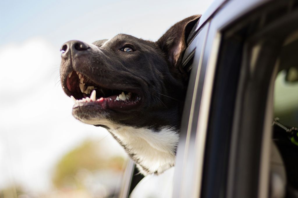 Hund im Auto - Hitze