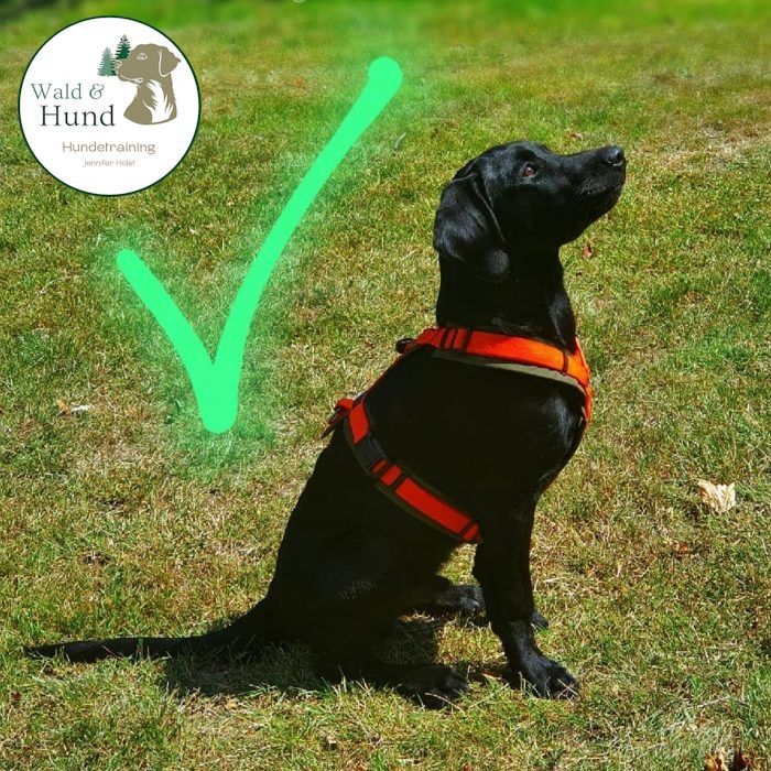 Brustgeschirr richtig - - Wald & Hund - Hundetraining