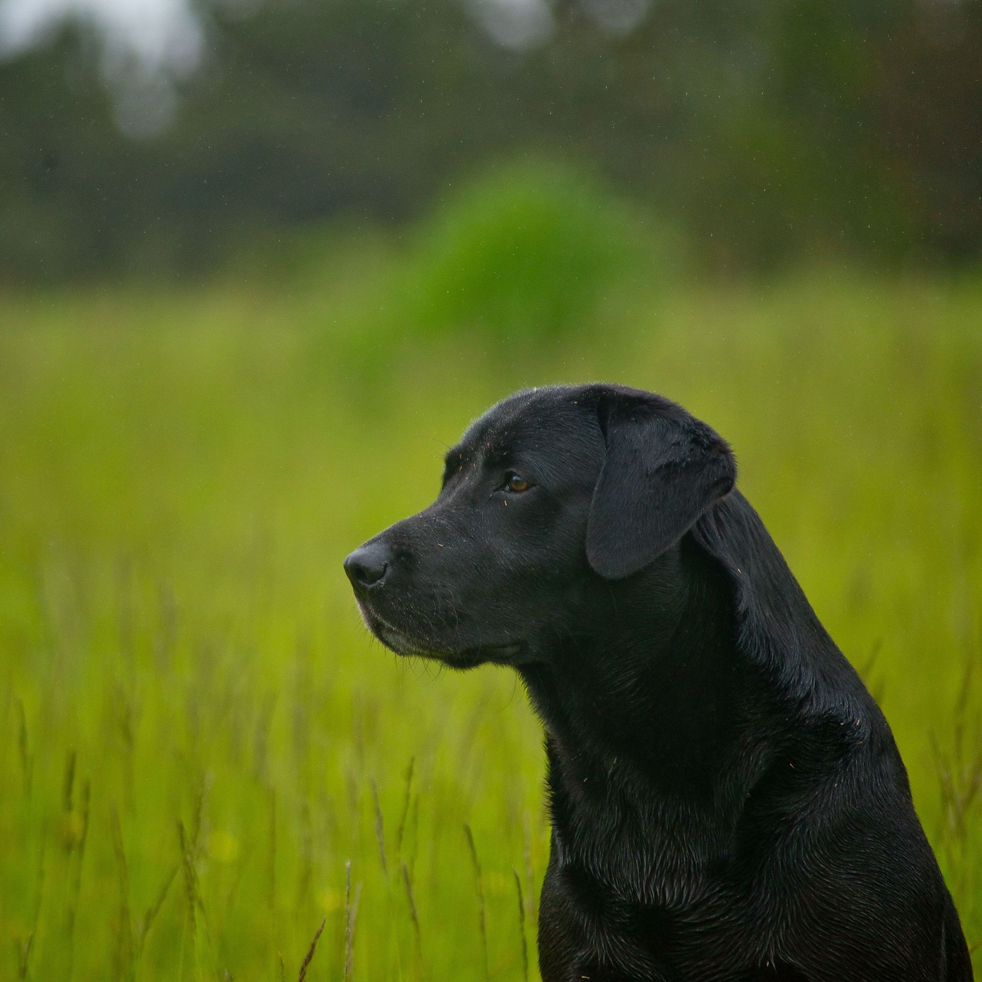 Hundeblick blaue Augen