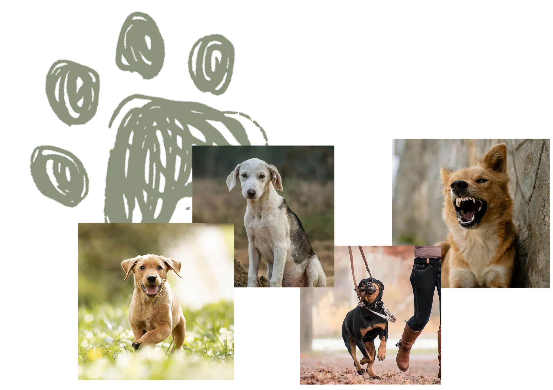 Wald & Hund -Erziehung