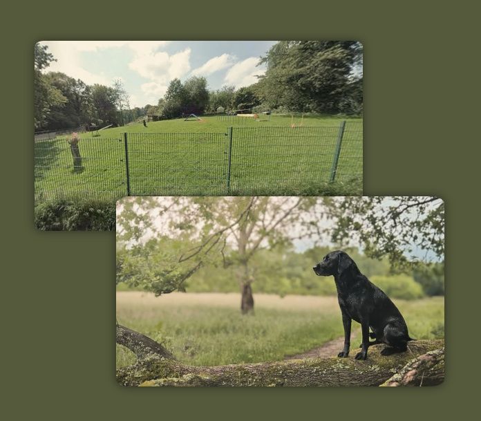 Wald & Hund Hundetraining