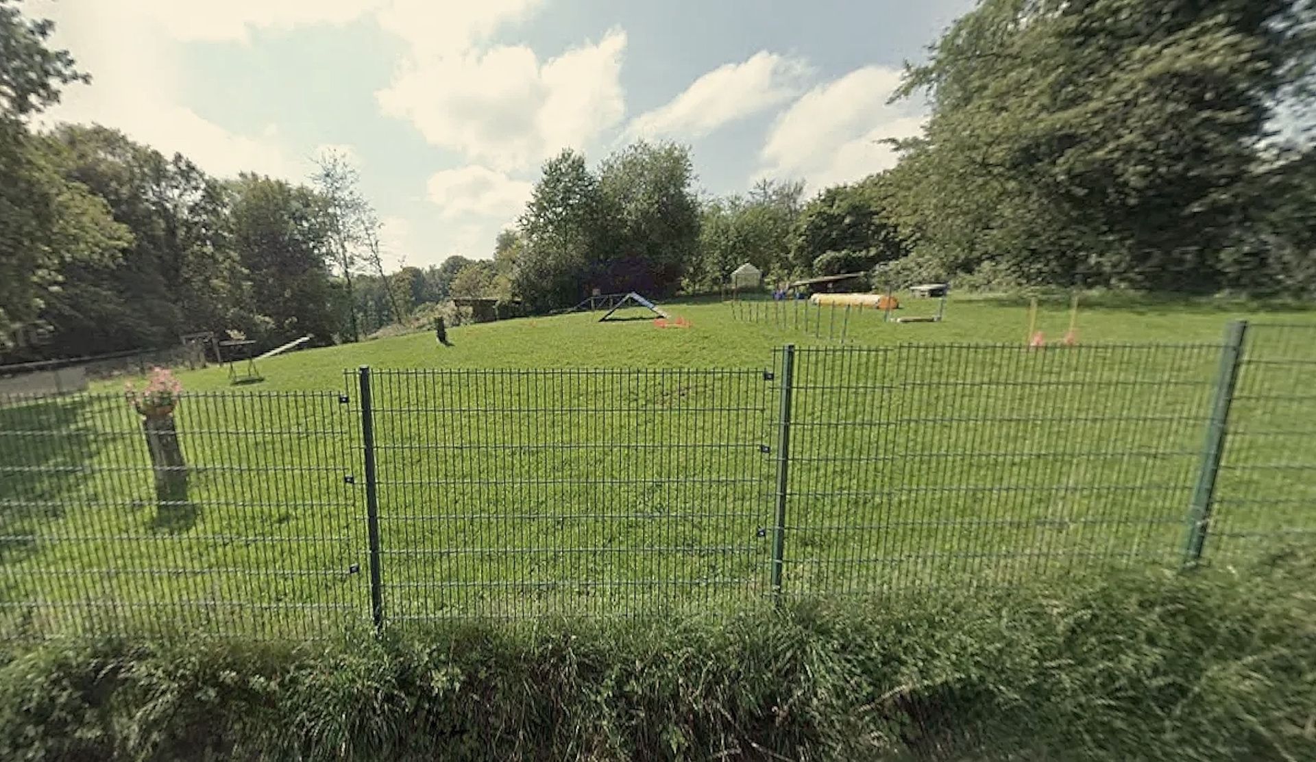 Wald und Hund - Hundetraining