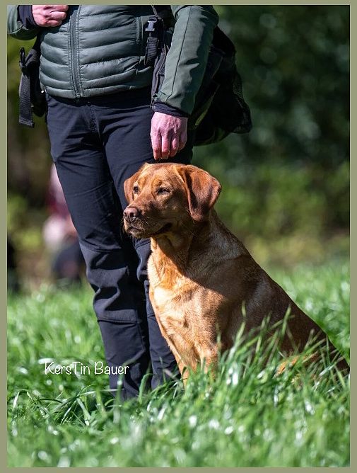 Wald und Hund Dummytraining
