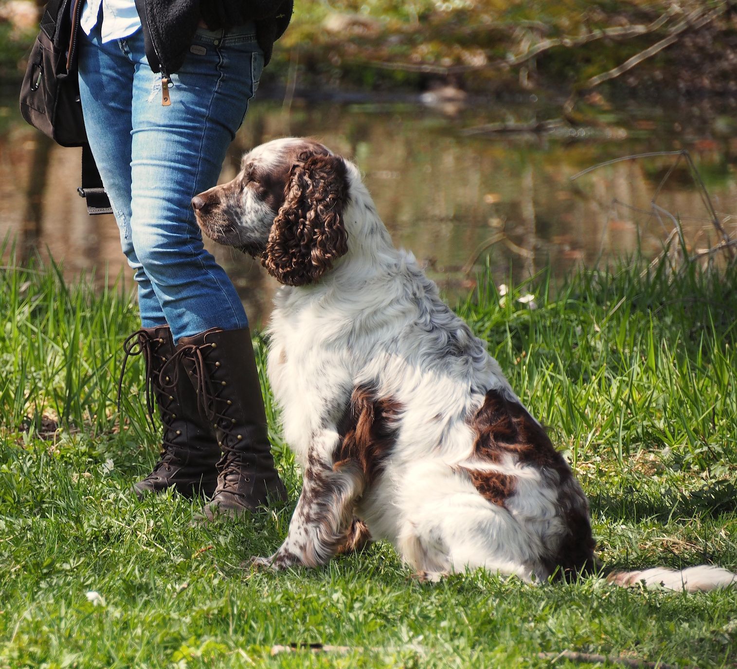 Wald & Hund - Hundetraining FAQ Dummytraining