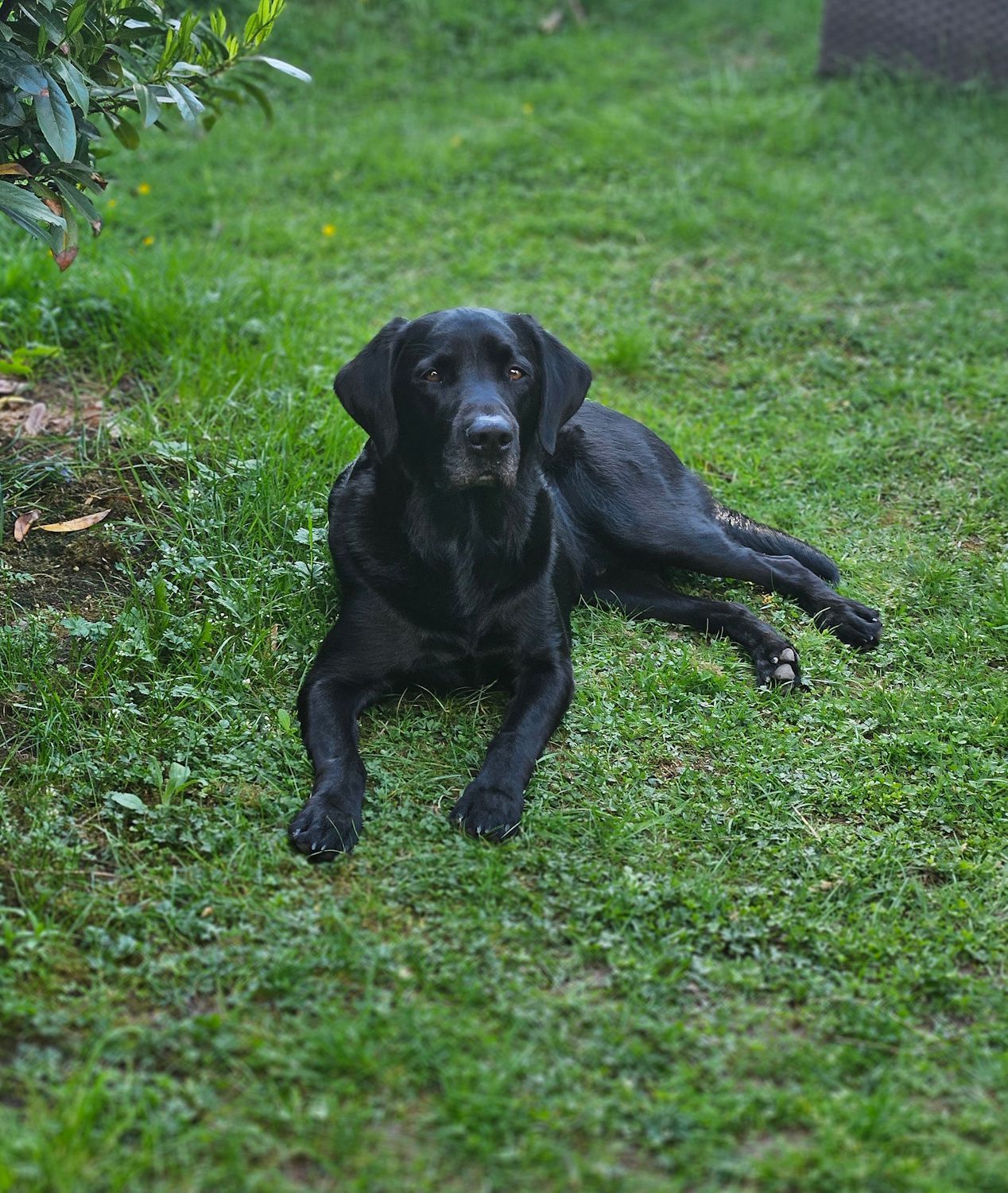 Wald & Hund - Hund liegt