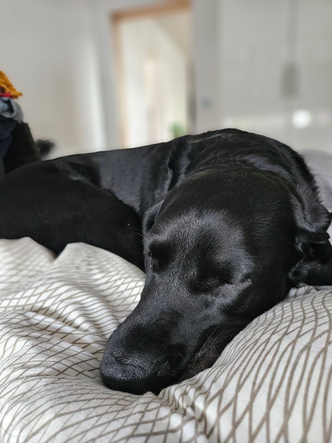 Wald & Hund - Hund schläft