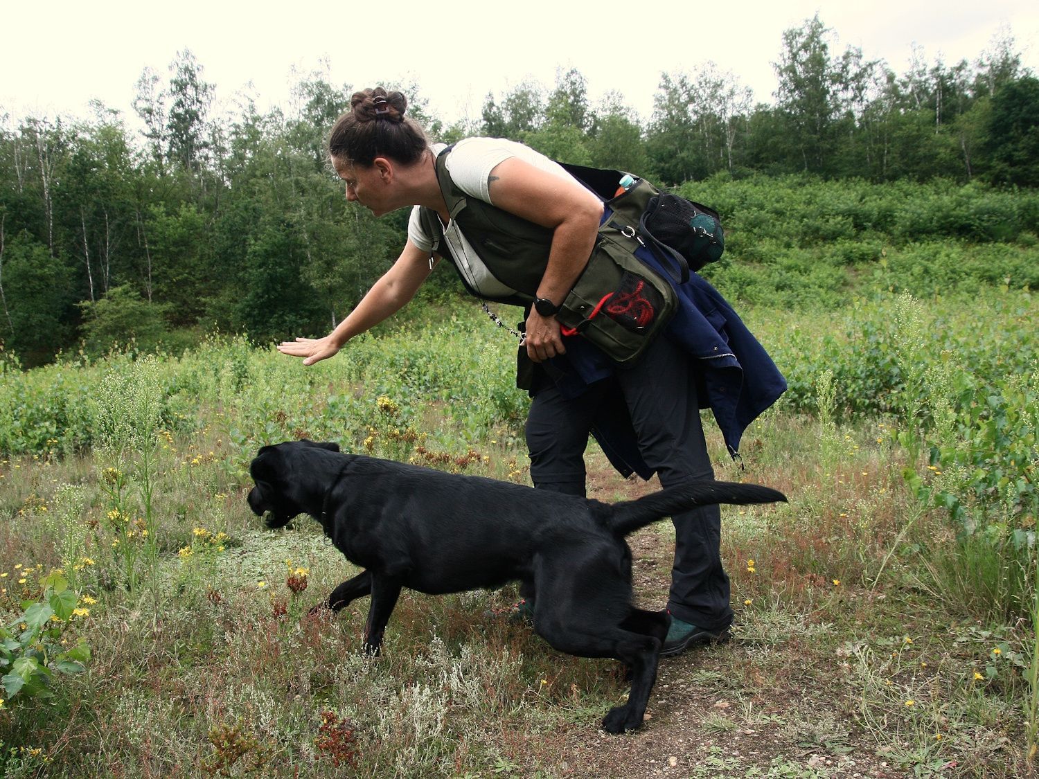 Wald & Hund - Dummytraining