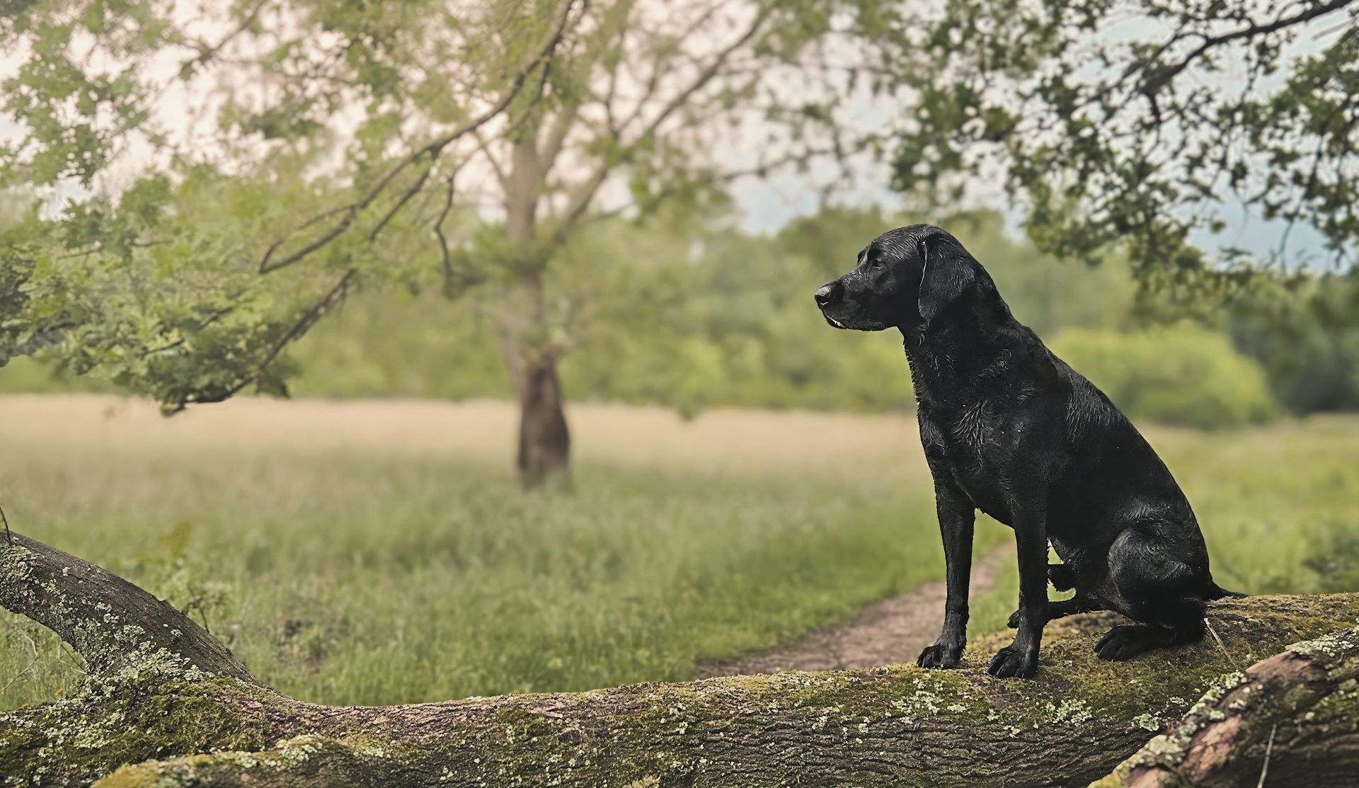 Wald und Hund - Hundetraining