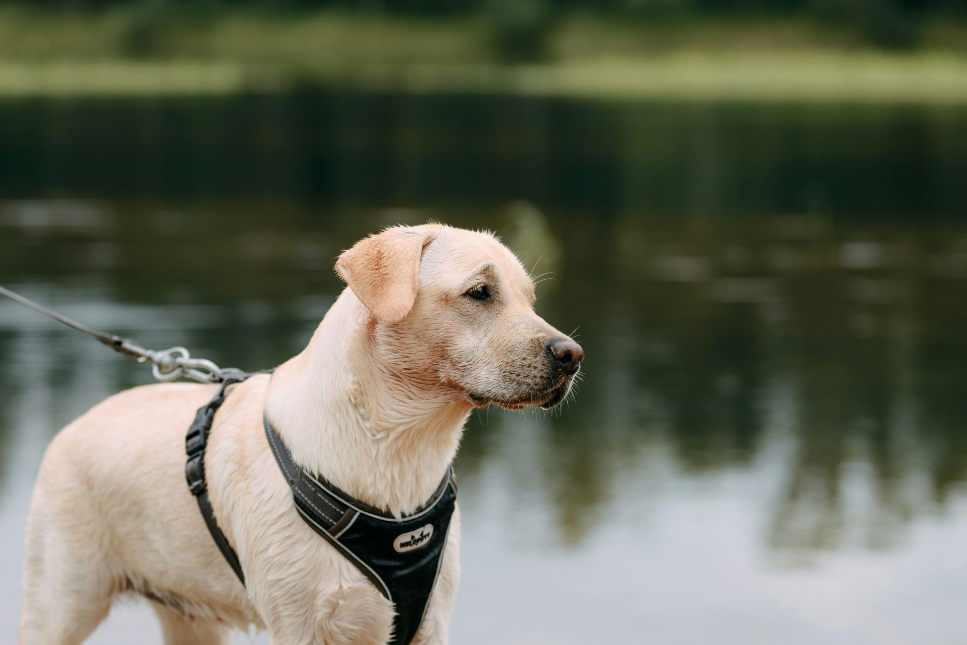 Wald und Hund - Hundetraining