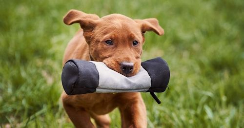 Wald & Hund -Welpe Futterbeutel apport