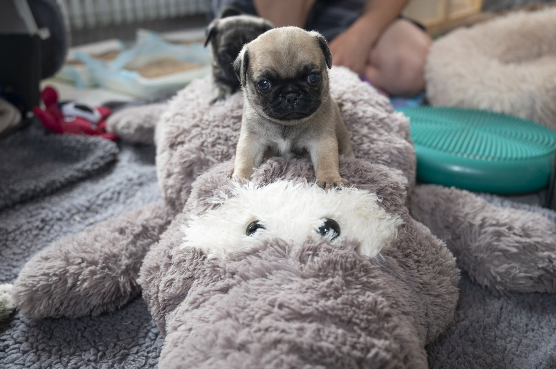 Mount Croco Mount Croco