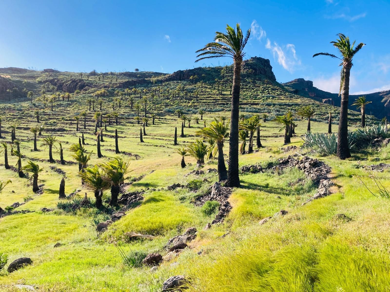 Palmenhain in den Bergen von La Gomera