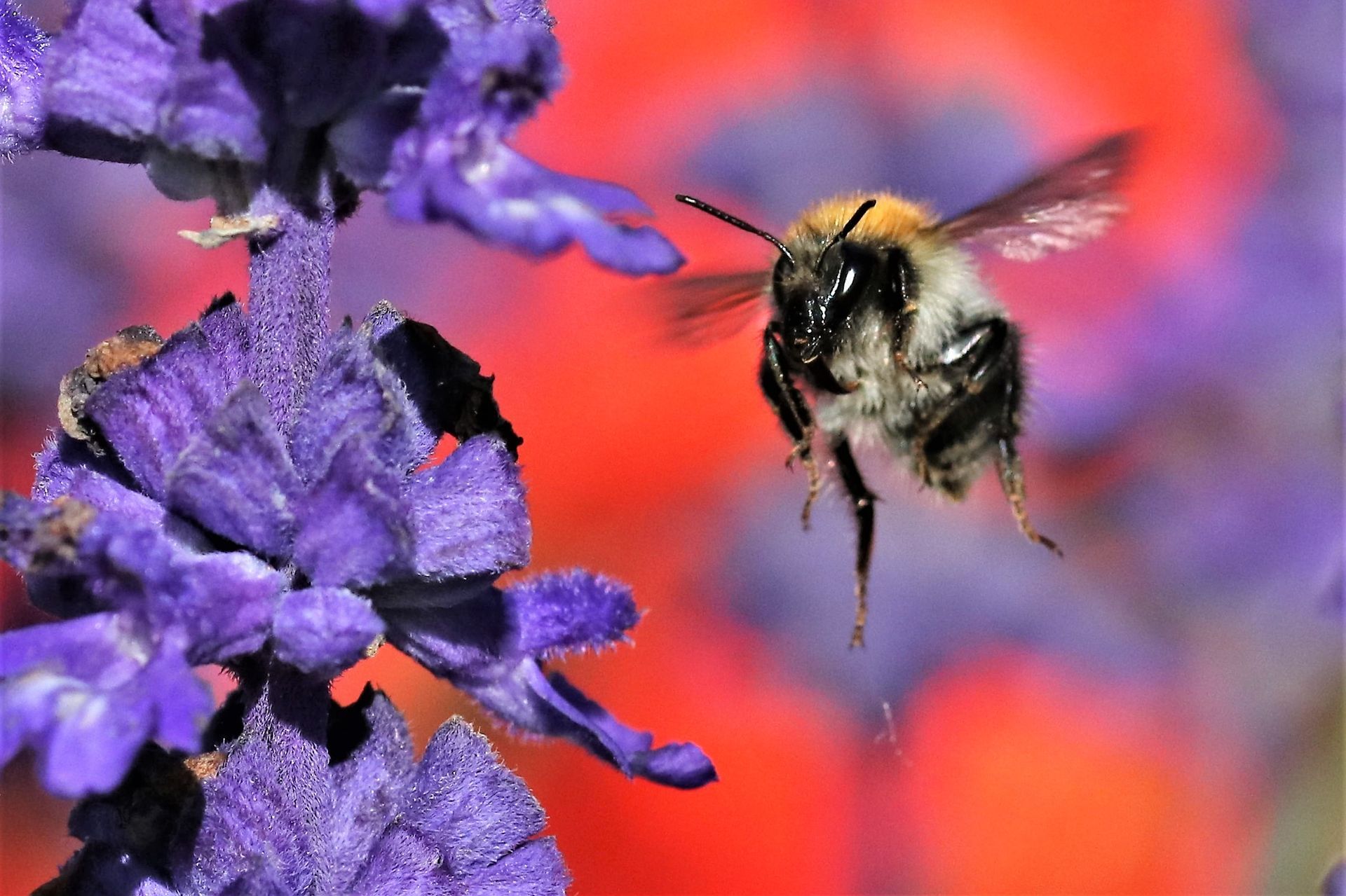 Uwe Pinno - Biene im Flug