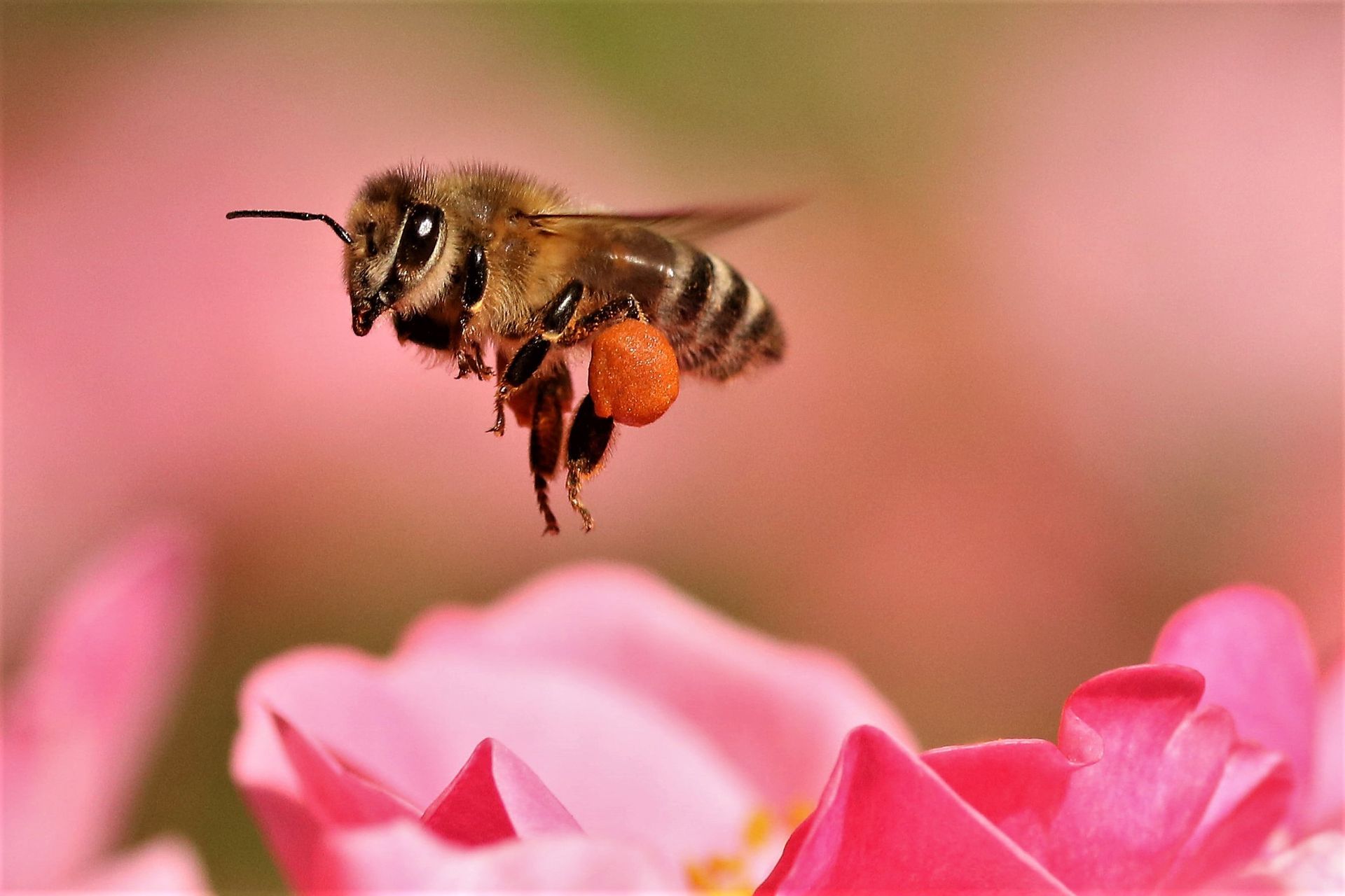 Uwe Pinno - Biene im Flug