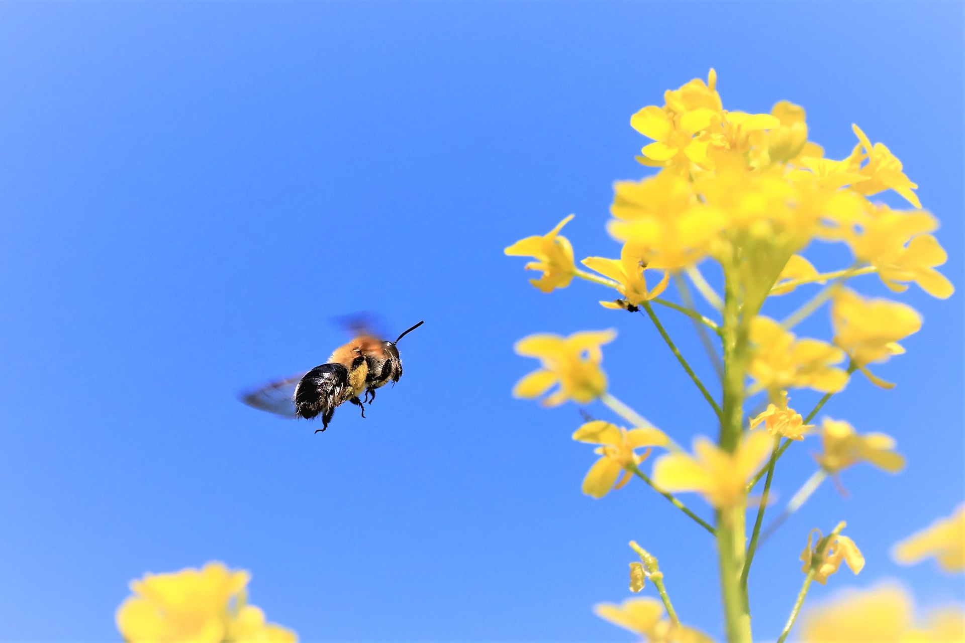 Uwe Pinno - Biene im Flug