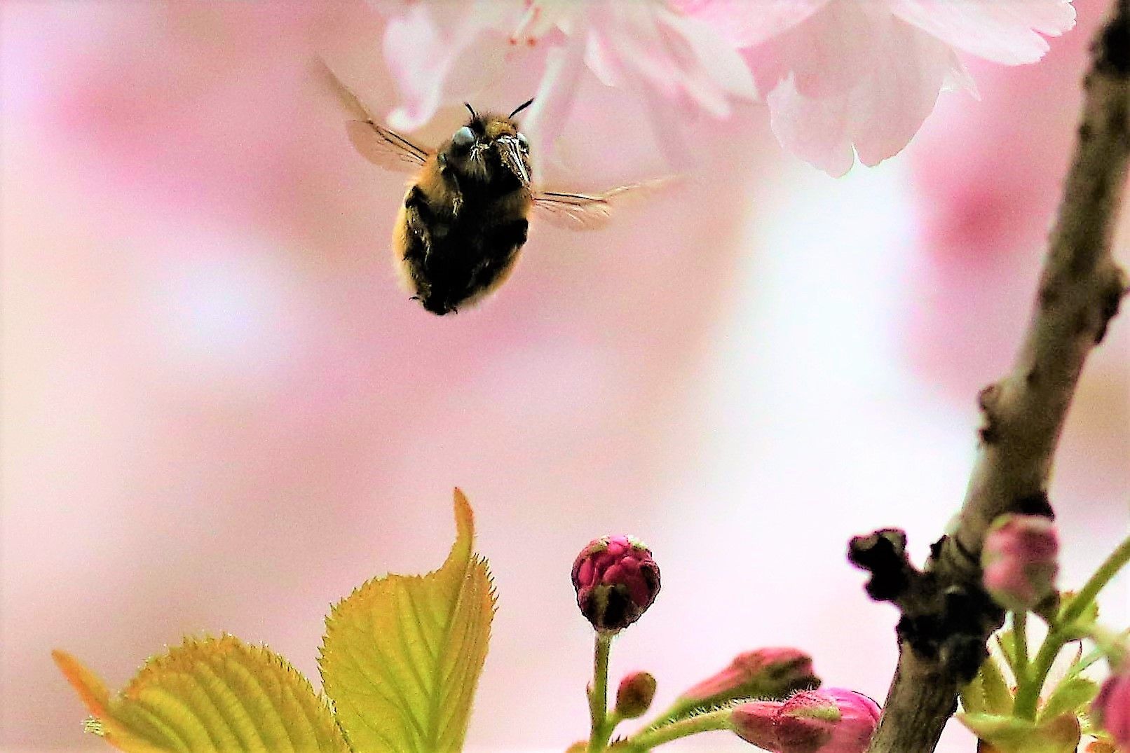 Uwe Pinno - Biene im Flug