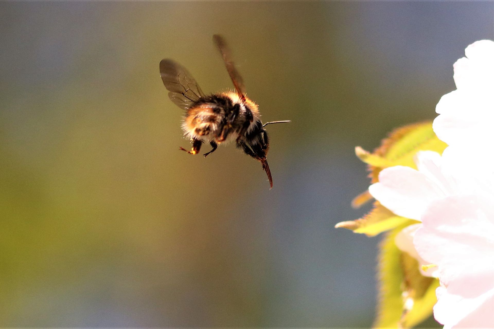 Uwe Pinno - Biene im Flug