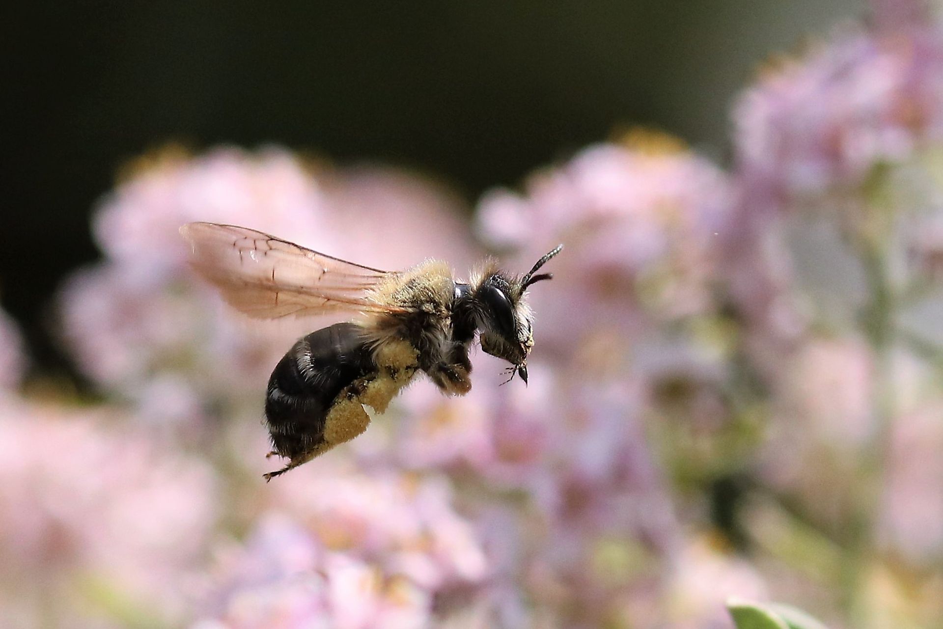 Uwe Pinno - Biene im Flug
