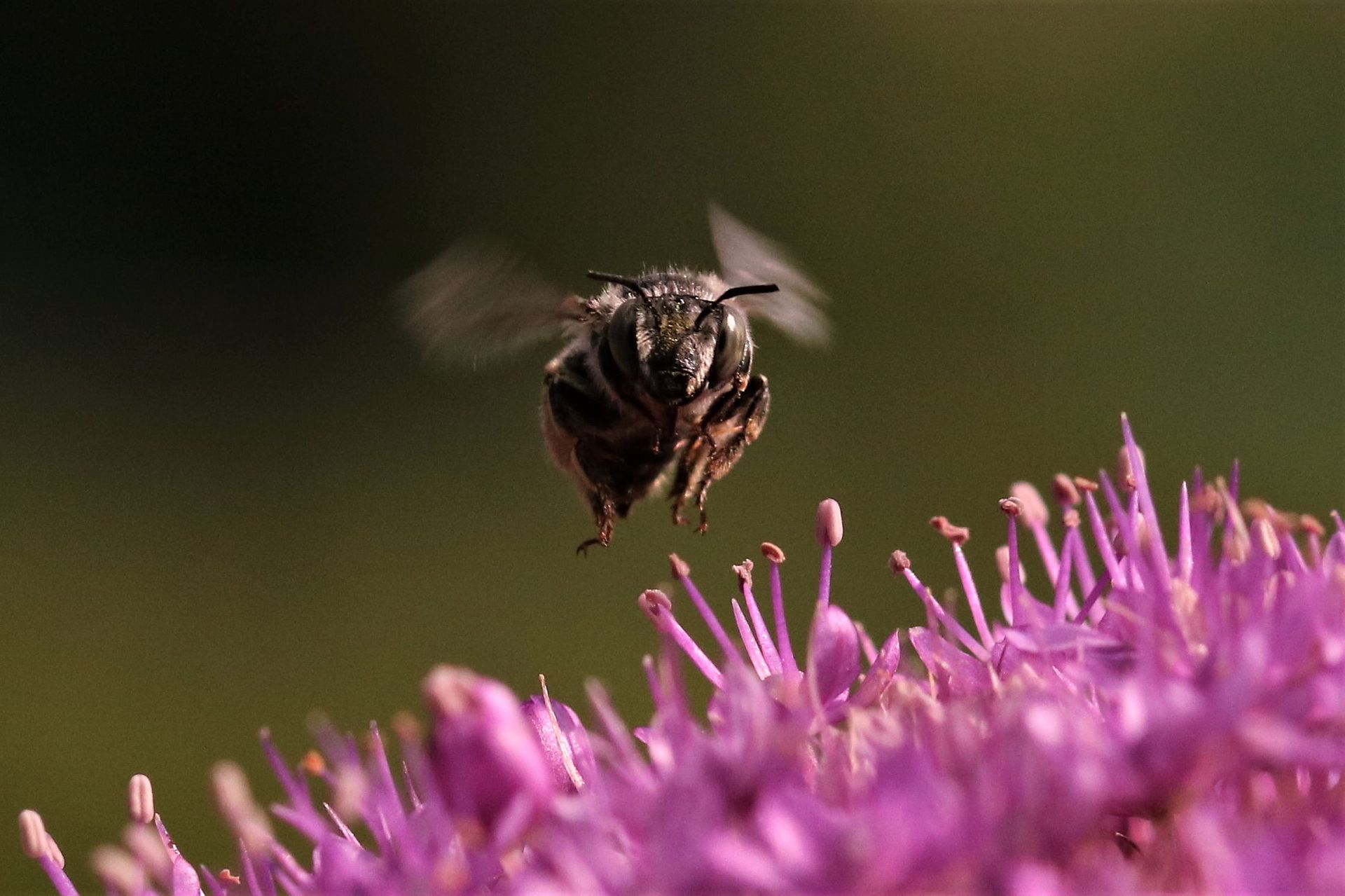 Uwe Pinno - Biene im Flug
