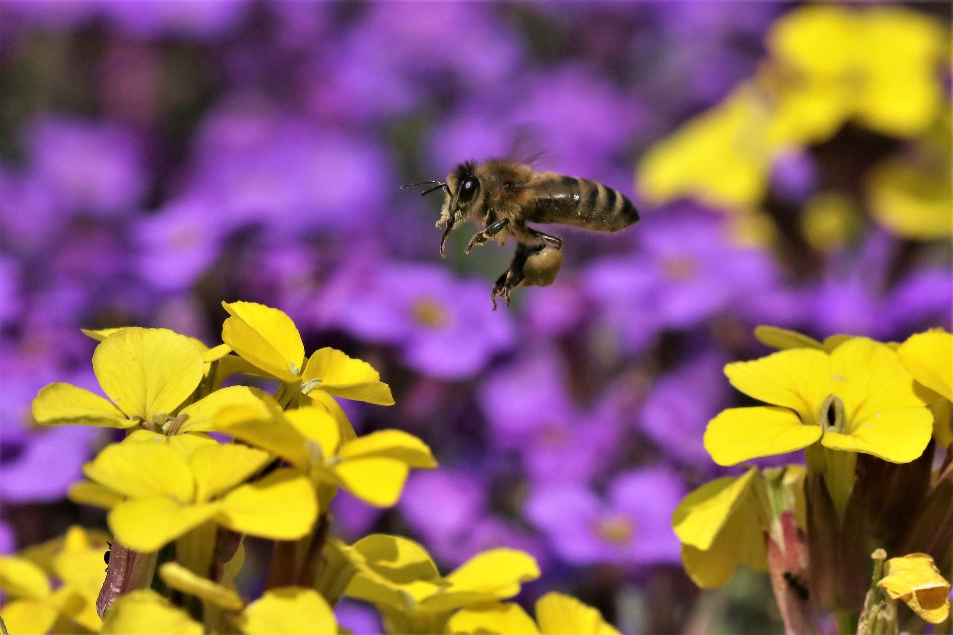 Uwe Pinno - Biene im Flug