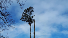 Problemfällungen Baumfällungen