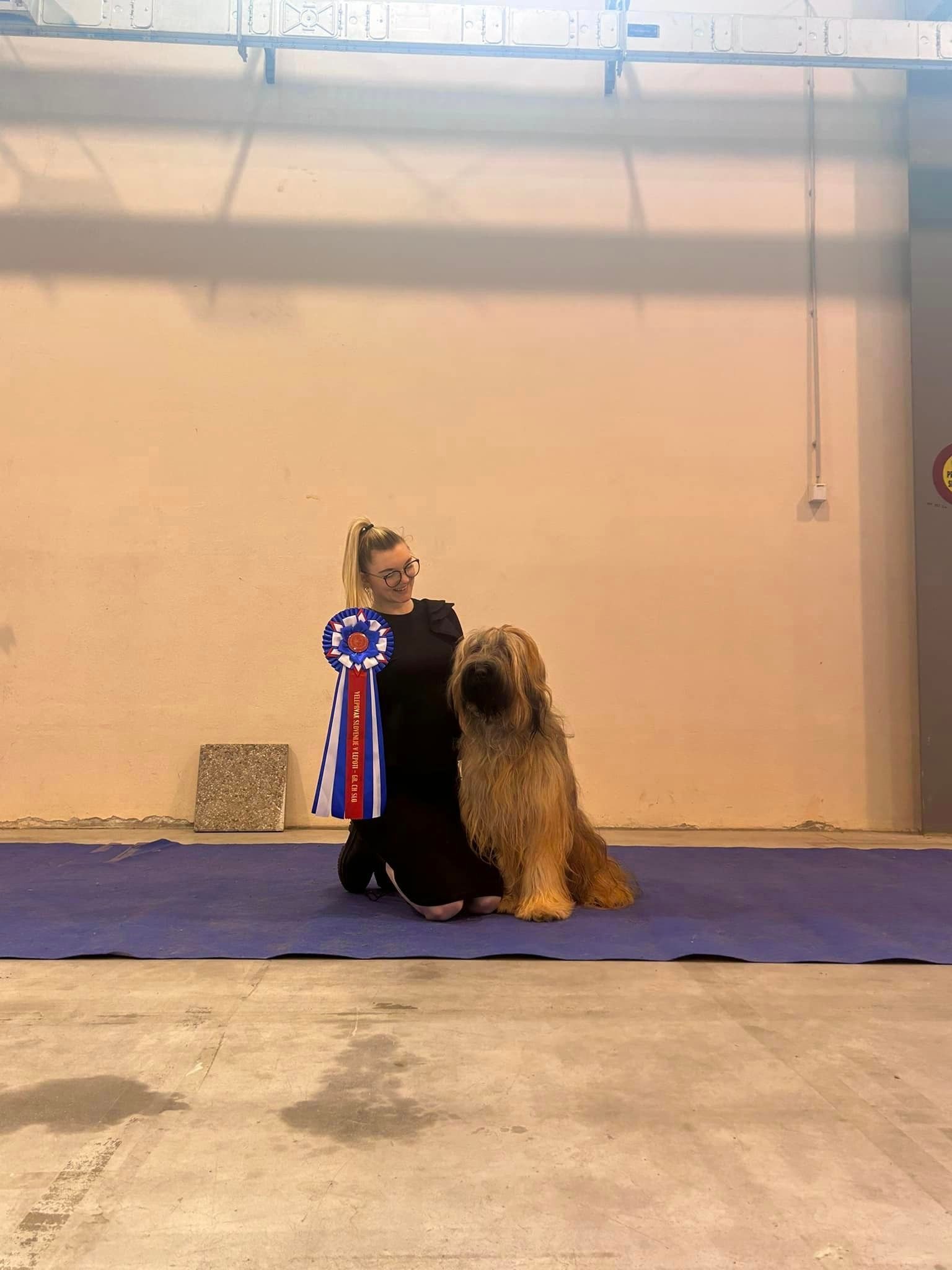 Briard auf einer Ausstellung