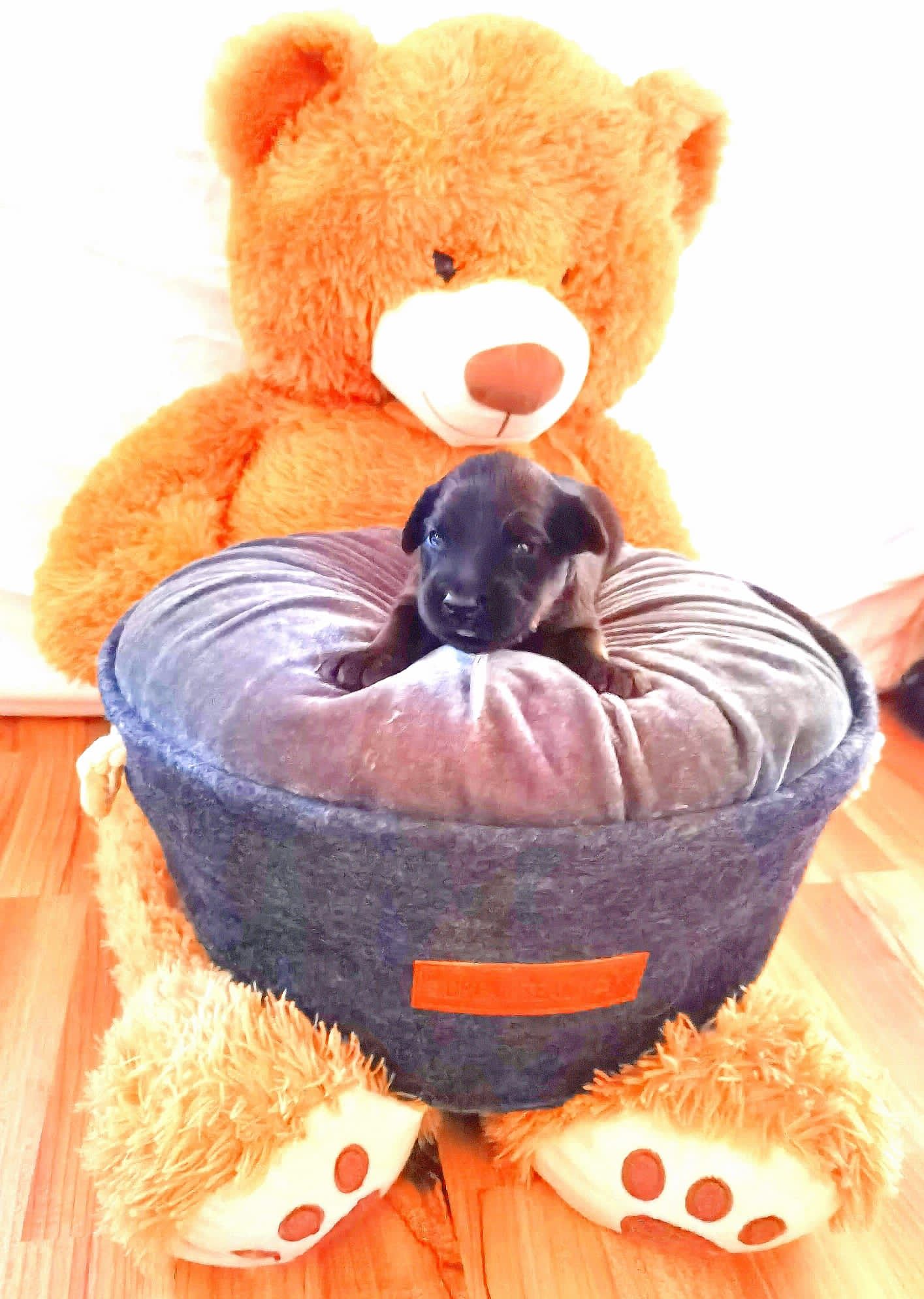 Welpen, Briardwelpen, Briardwelpe, Welpe, Kaufen, Welpen kaufen