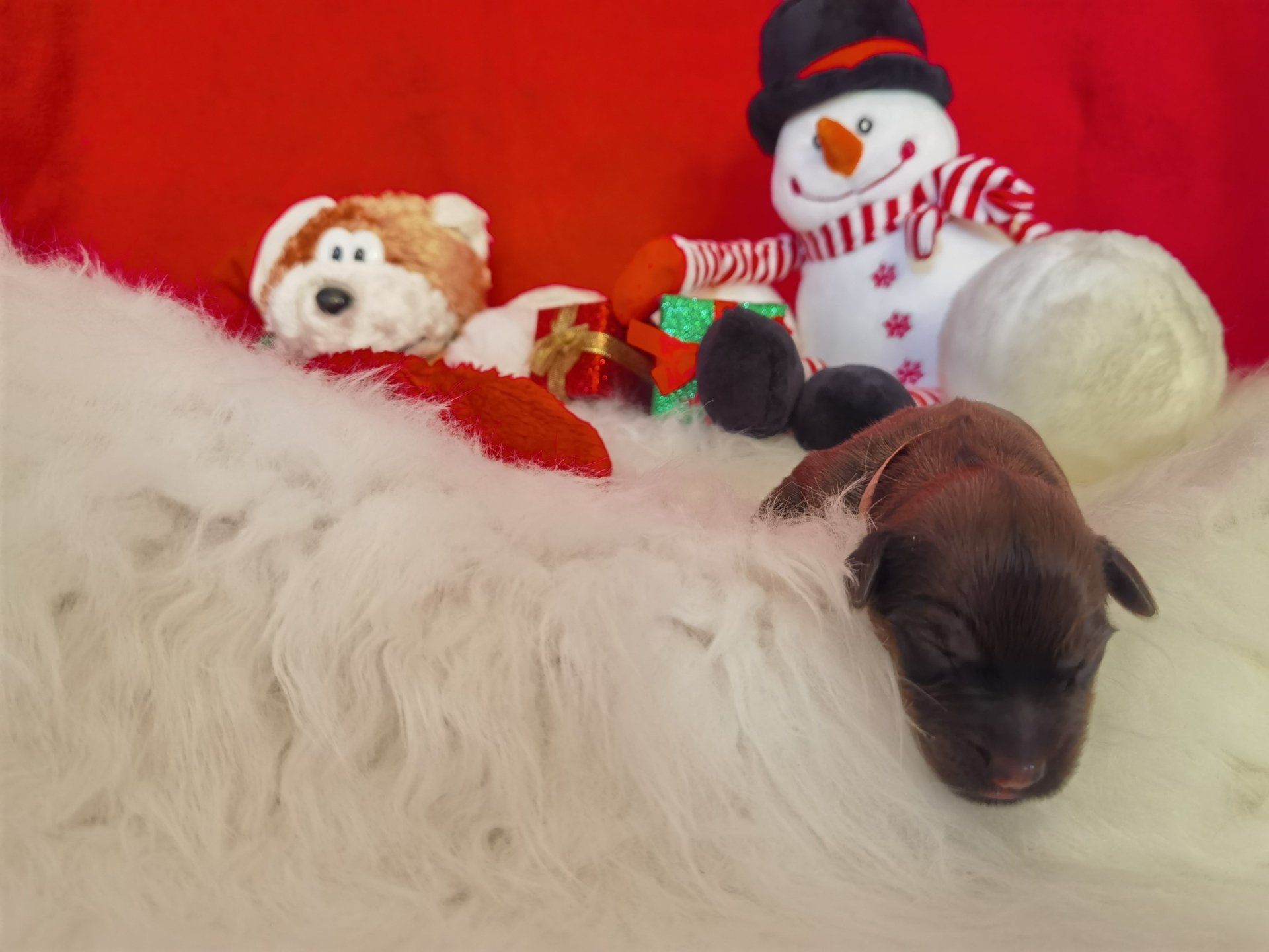 Welpen, Briardwelpen, Briardwelpe, Welpe, Kaufen, Welpen kaufen