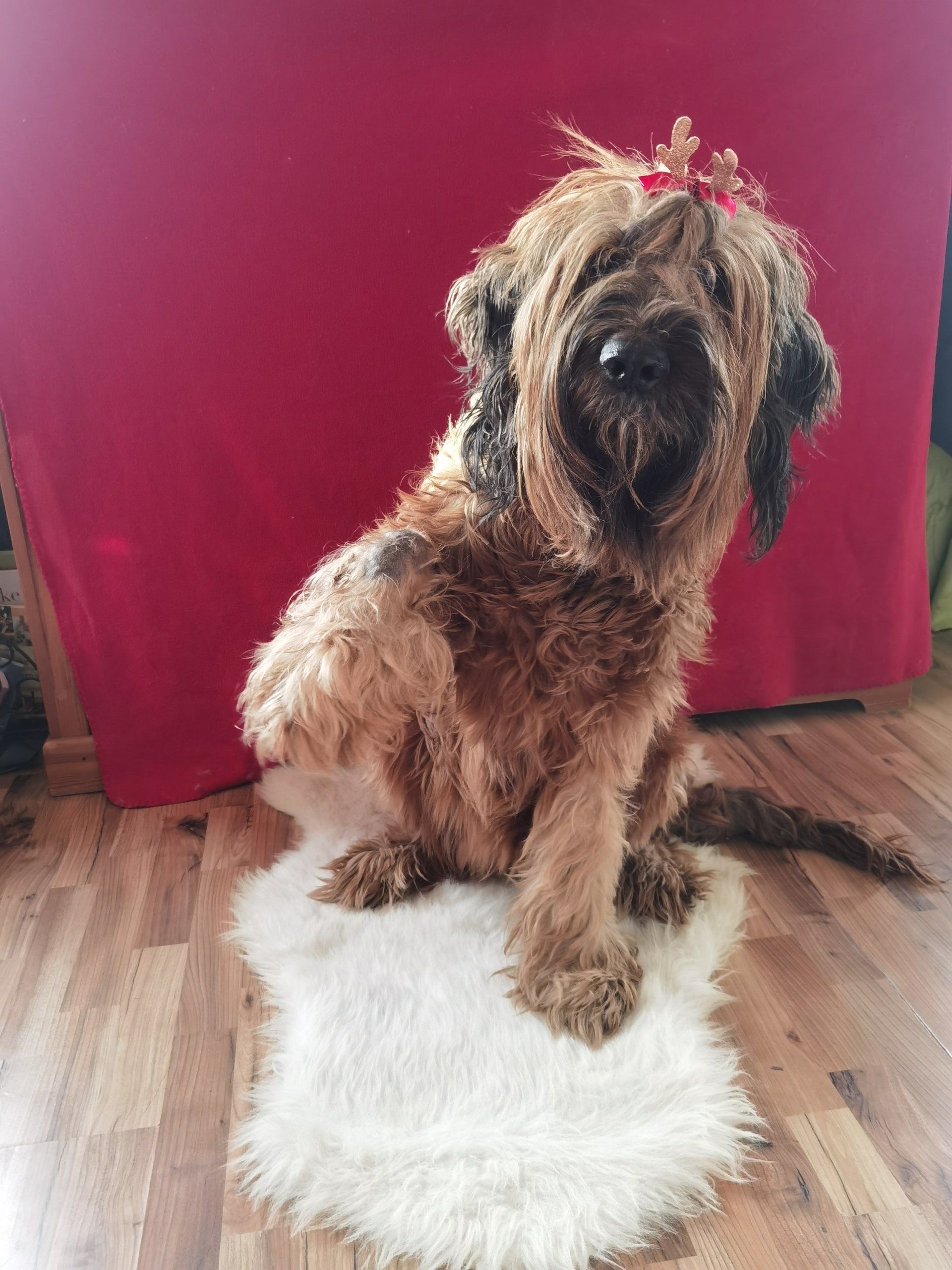 Briard, Weihnachten