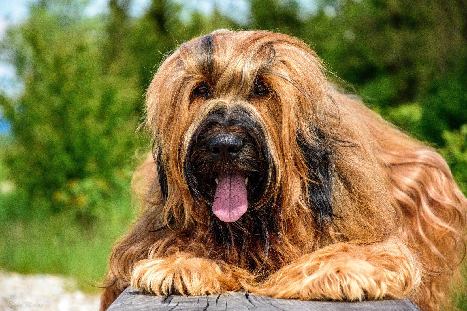 Briardhündin liegt in der Sonne auf einem Stein