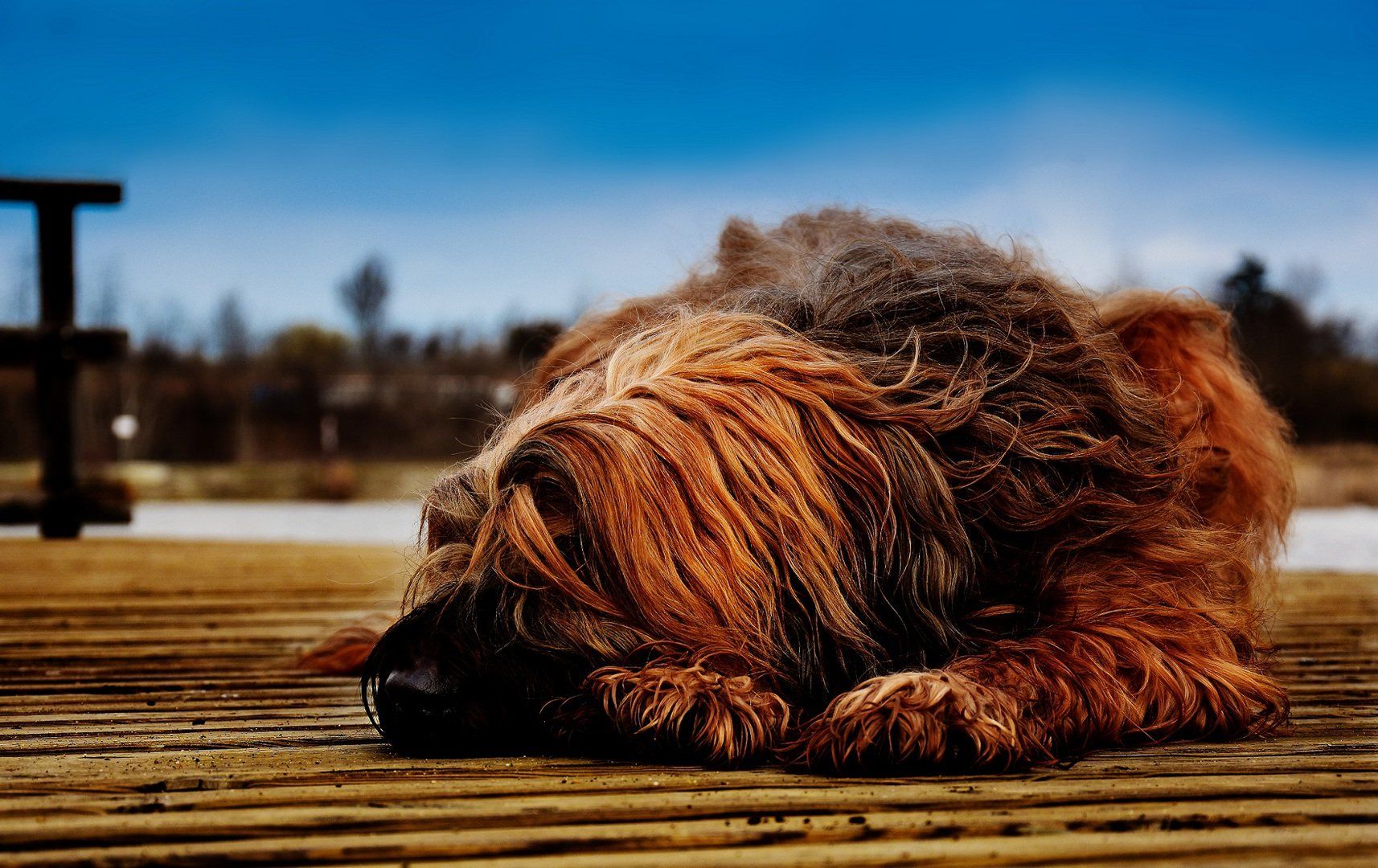 Briard Hündin liegend am Steg