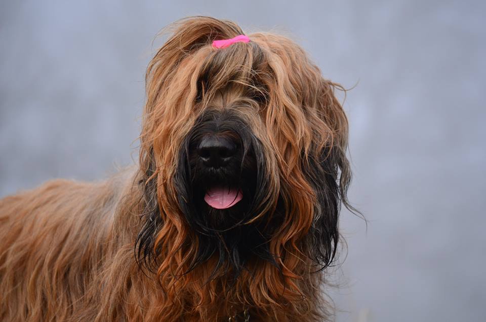 Briard Hündin Kopf Portrait