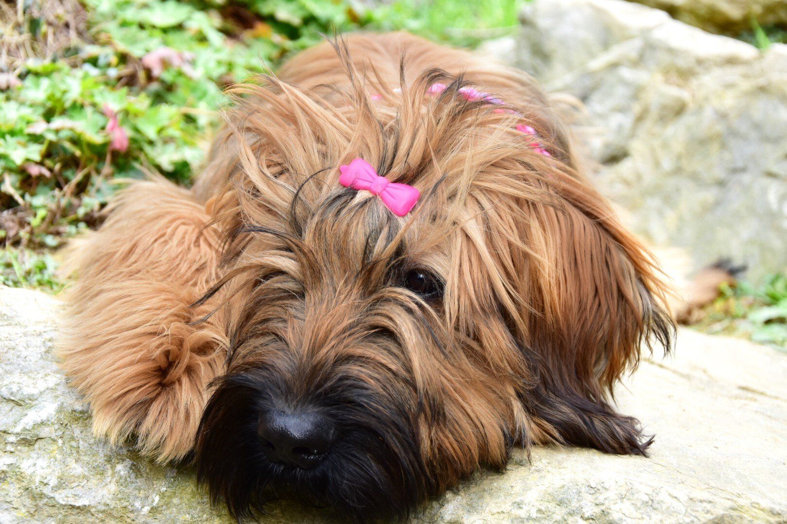 Aletheia Briard Junghund liegt auf einem Stein und langweilt sich