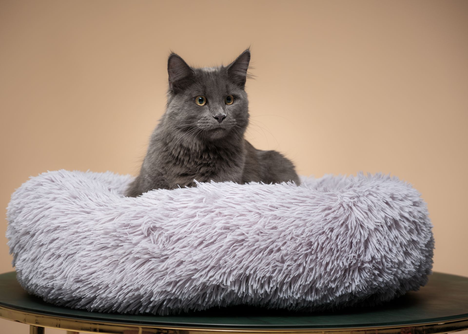 Bild von @fiedlerphoto für @sassypaws.at