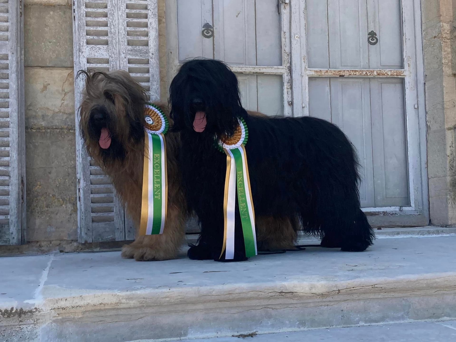 Briard noir und fauve