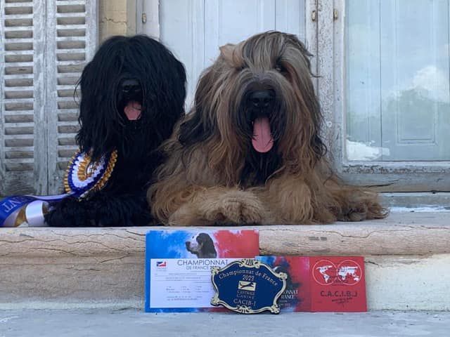 Briard noir und fauve