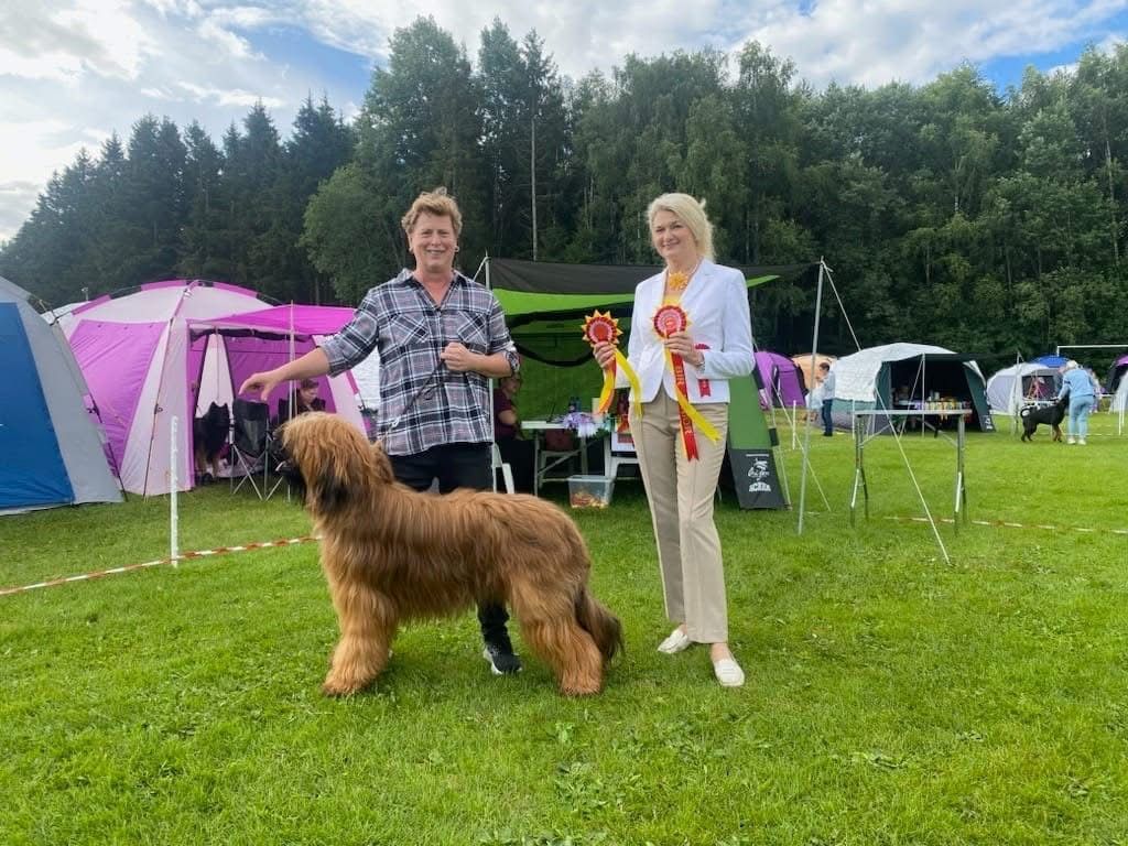 Deckrüde Briard