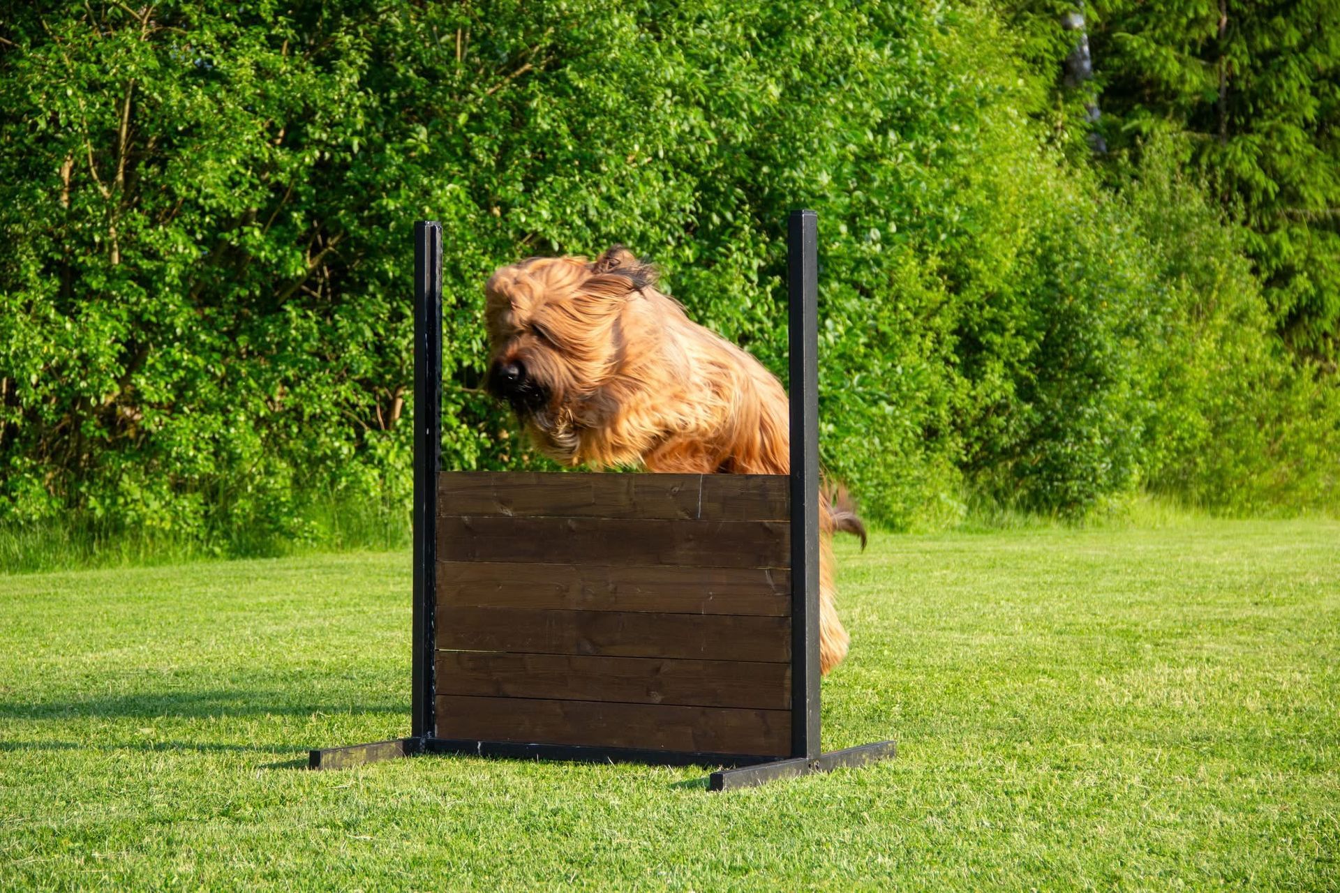 Briard Deckrüde
